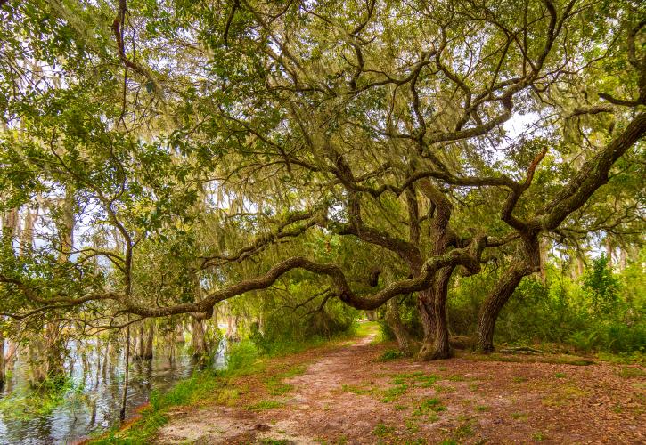 Lake Louisa Hike